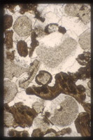 About the Limestone Thin Sections