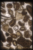 About the Limestone Thin Sections